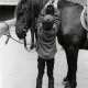 Horses-Solveig