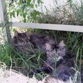 chatinoux echatinoux