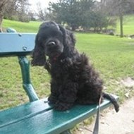 Gédéon dit Saxo des Perles d'Onyx