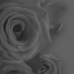 BLACK4ROSES
