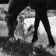 petilla345