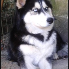 skoldasy