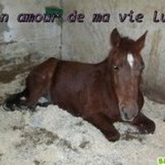 lili non