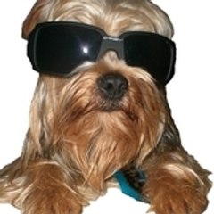 NickYorkieDog