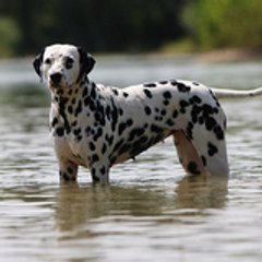 Ultramarine de la Tour de la Bastide