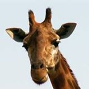 roye29