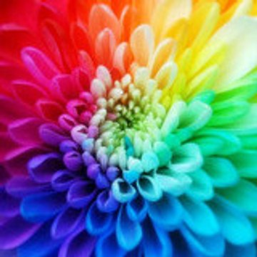 orhan_rose