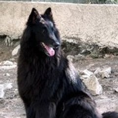 sylviane gaudiani