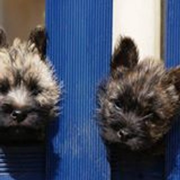 cairn terrier