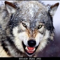 wolf_man01