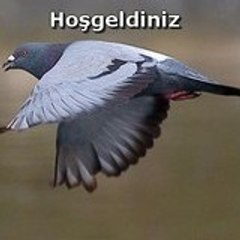 kuscumali
