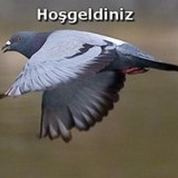 kuscumali
