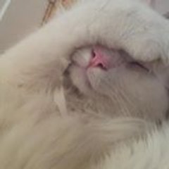 cat sim