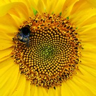 Community Arts Archive