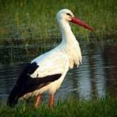 Section Socialiste Jean-Jaurès de Ribeauvillé