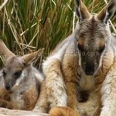 TogetherInAustralia