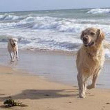 promenades-chiens