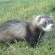 furet dingo