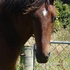 LyricalPegasus