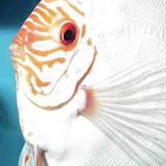 tirnerf
