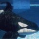 Tiffany Orcas