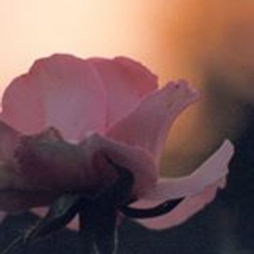 christian auckenthaler