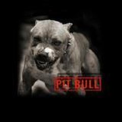 Pitbull_NN