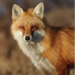 kitsune gameblog