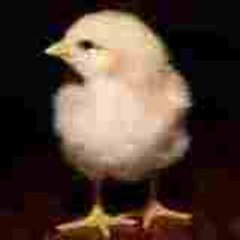 toptonychick