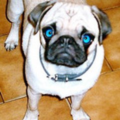 nicolas