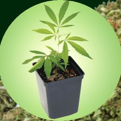 Cannabis Review Agency