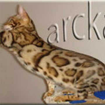 arckatz
