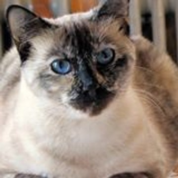 les Amis des Bêtes à Aix les Bains