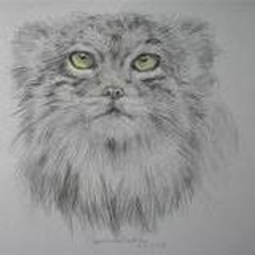 ArtManul