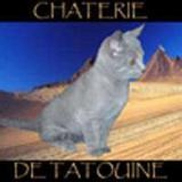 chartreux de tatouine chartreux de tatouine