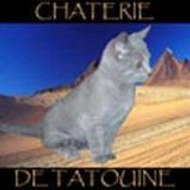 chartreux de tatouine chartreux de tatouine