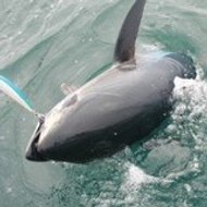 Vincent Sebbe Jullien Olivier fishing adventures