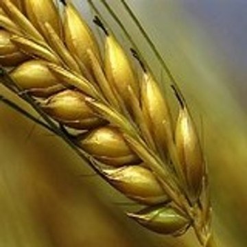 grainmarketings