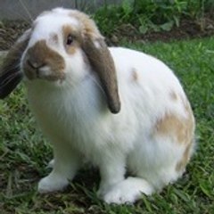 Jock Fabregas Bigotes Buñuelo