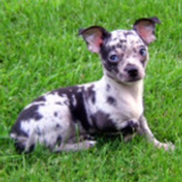 angelique LESCHIHUAHUAS95