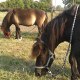 ptiboubou17