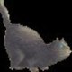 kater_23