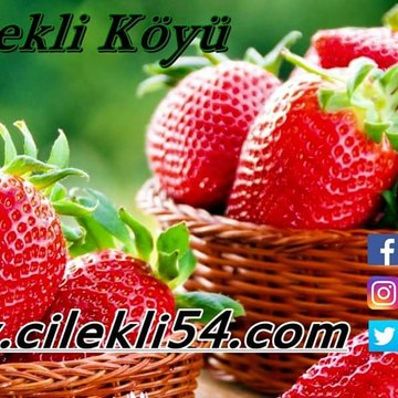 cilekli54