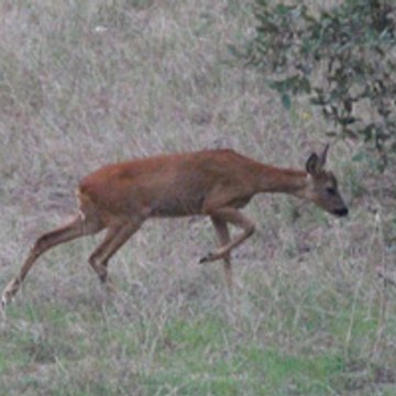 Nature Surveys