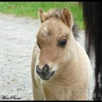 Mini Poons Du Bois Des Fées