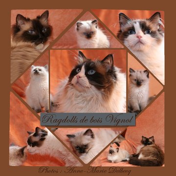 Ragdoll de bois Vignol