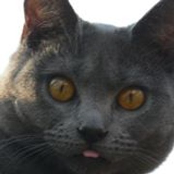 Caty Mini