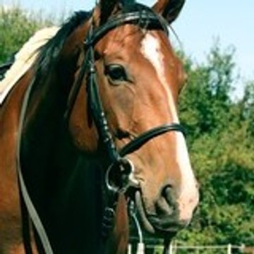 chachou-lj