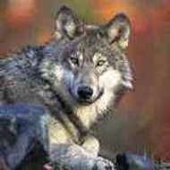 F Graywolf