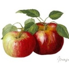 Pomme-Cidre-Tradition